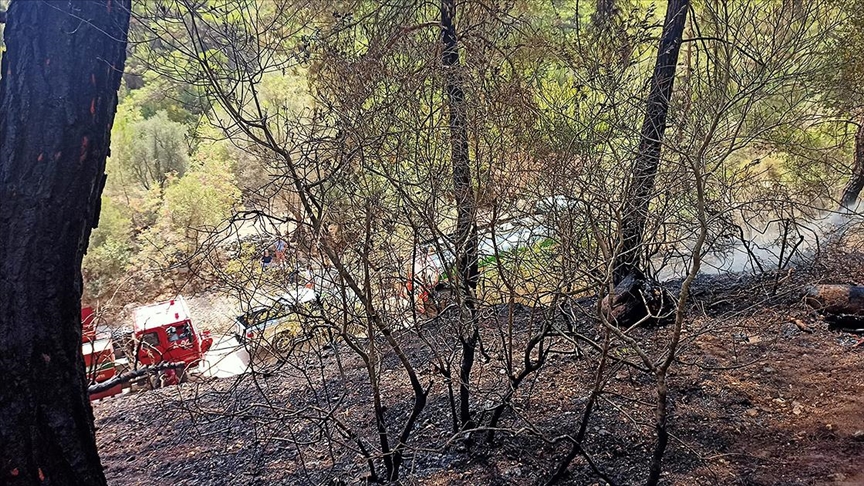 Antalya'da Geçen Yılki Orman Yangını, Endemik Bitki Türlerine De Zarar Verdi