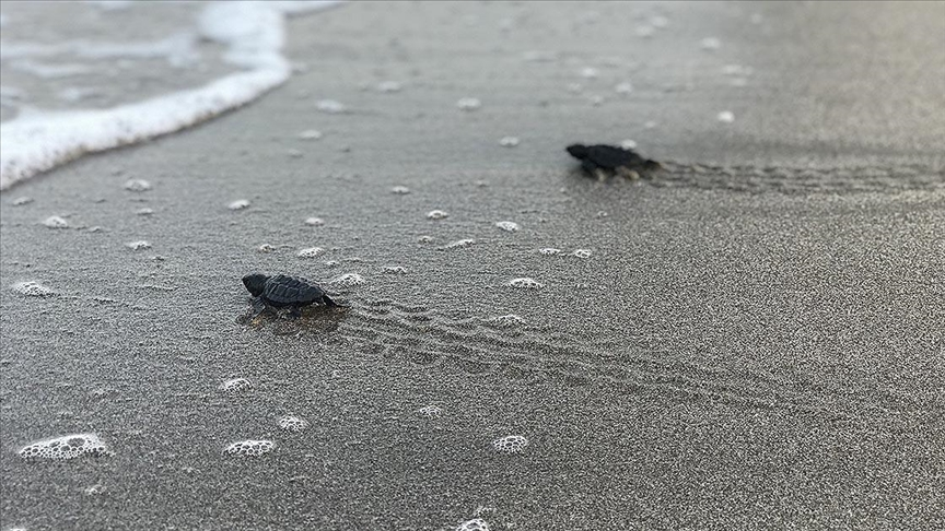 Manavgat'ta 35 Bin Caretta Caretta Yavrusundan Yarısı Denize Ulaştı