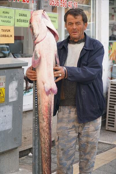 Çorum'da Amatör Balıkçılar Oltayla 38 Ve 43 Kilogramlık Yayın Balıkları Yakaladı