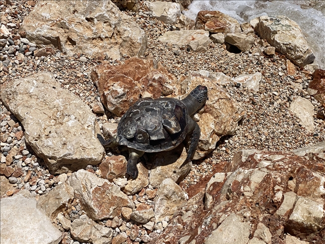 Datça Sahilinde Ölü Caretta Caretta Bulundu