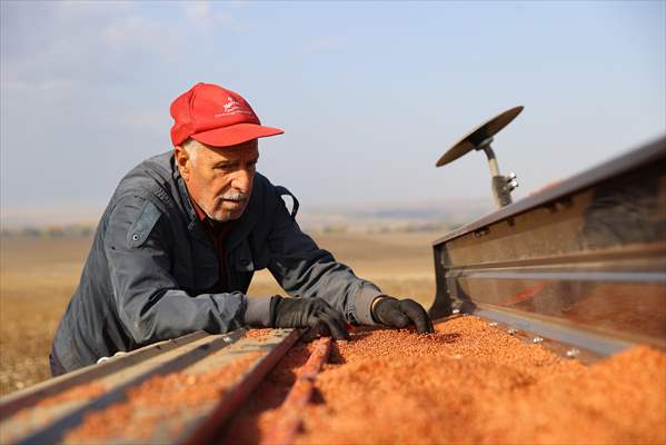 Edirne'de Buğday Ekimi Başladı