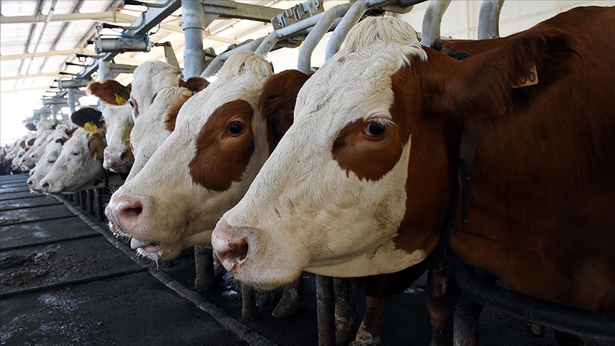 Toplanan İnek Sütü Miktarı Eylülde Yıllık Bazda Yüzde 4,4 Azaldı