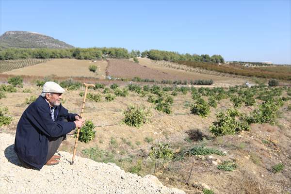 Mersin'de Bir Arazideki 600 Limon Ağacına Zarar Verildi 