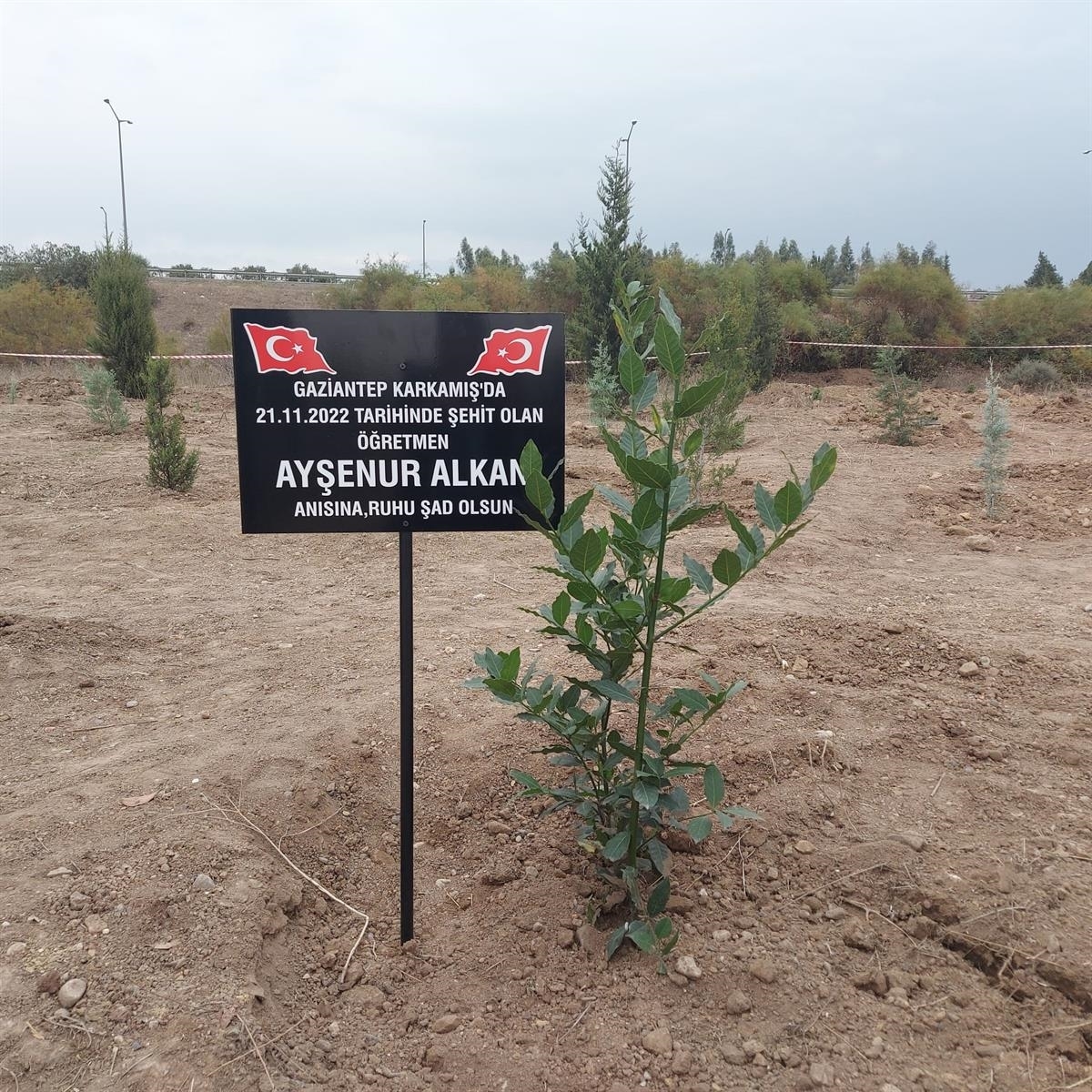 Terör Saldırısında Yaşamını Yitiren Ayşenur Öğretmen Anısına Fidan Dikildi 