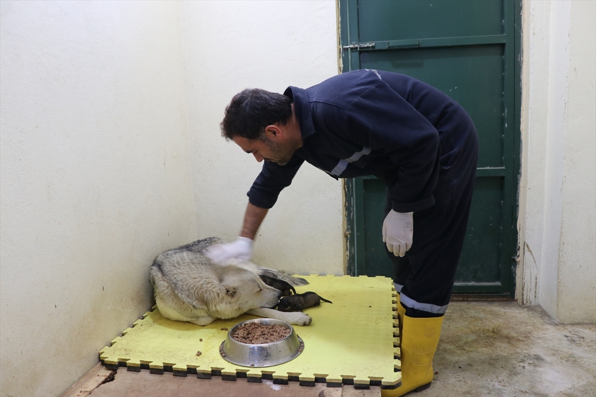 Siirt'te Çöp Konteynerinde Bulunan Yavru Köpeklere Rehabilitasyon Merkezinde Bakılıyor
