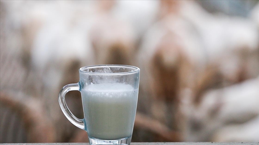 Toplanan İnek Sütü Miktarı Ekimde Azaldı