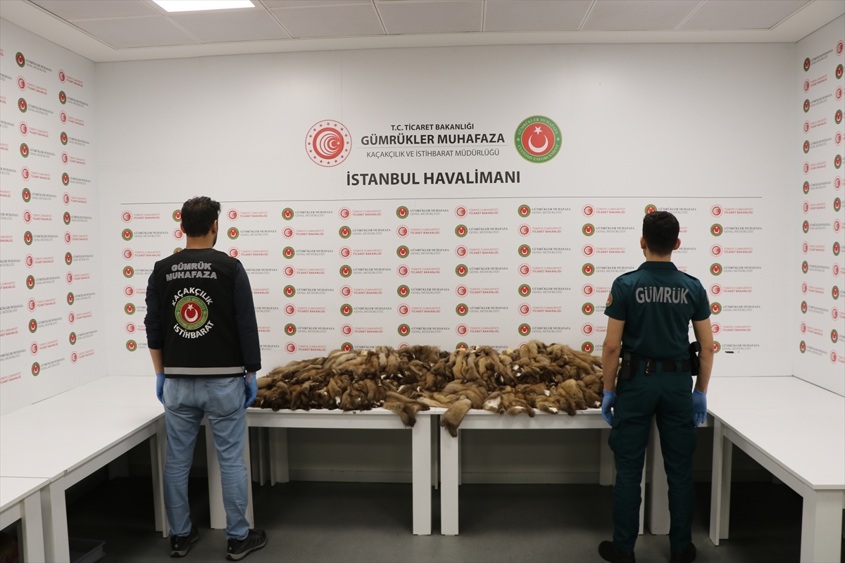 İstanbul Havalimanı'nda Yaklaşık 1,5 Milyon Liralık Kaçak Samur Postu Ele Geçirildi