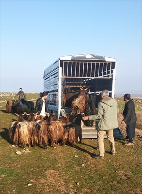 Şanlıurfa'da Hayvan Hırsızlığı Yapan 2 Şüpheli Diyarbakır'da Yakalandı