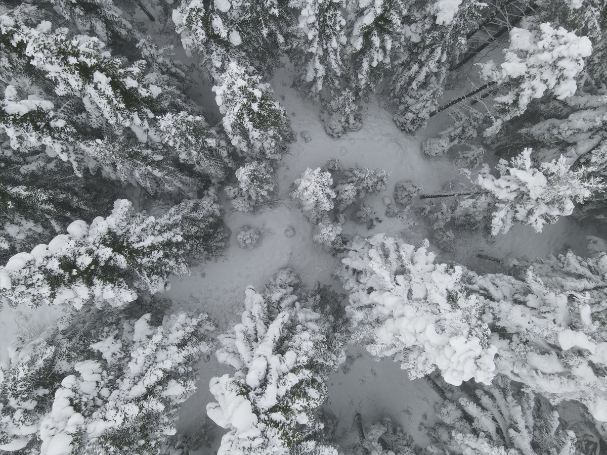 Kastamonu'da Kar Yağışının Ardından Ormanlar Beyaz Örtüyle Kaplandı