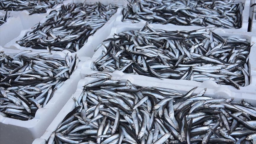 Tekirdağ'da Balıkçılar Sis Nedeniyle Denize Açılamayınca Balık Fiyatları Arttı