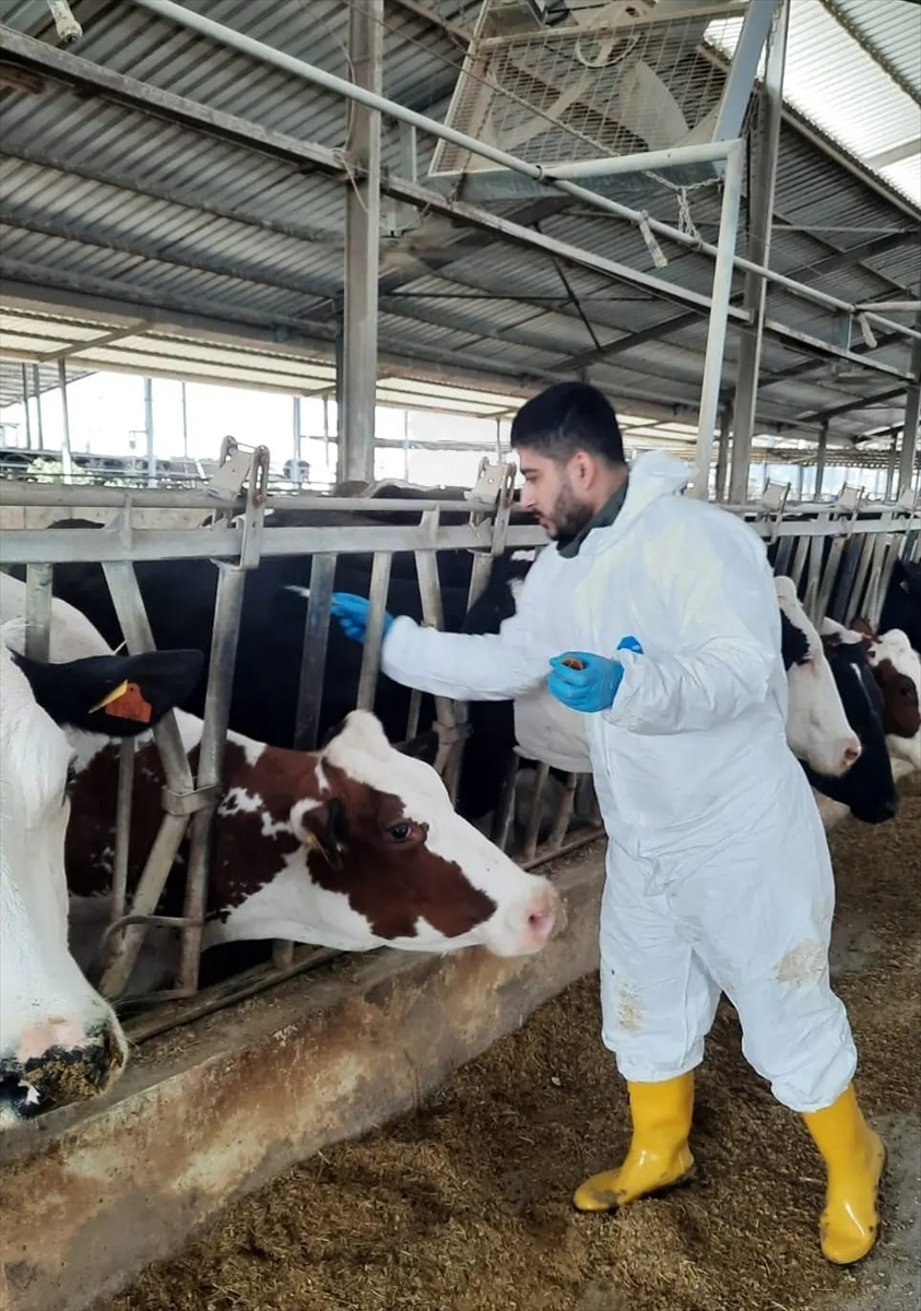 Adana'da Büyükbaş Hayvanlara Şap Aşısı Yapılıyor