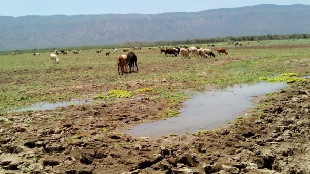 Afrika'nın İkinci Büyük Timsah Yaşam Alanı Kamnarok Gölü Kurudu