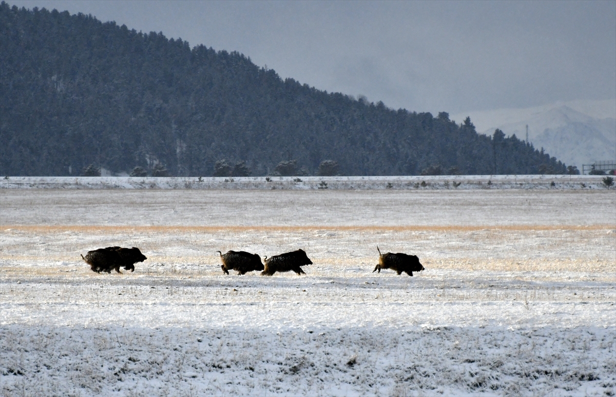 Kars'ta Kara Yoluna İnen Domuz Sürüsü Görüntülendi