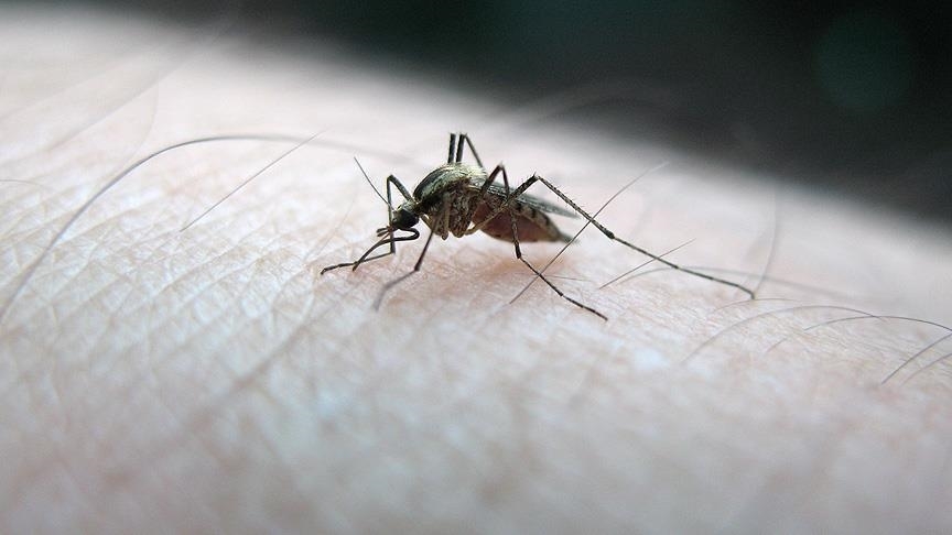 Araştırma: Sivrisinek Salyası, Dang Hummasının Bulaşıcılığını Kolaylaştırıyor Olabilir