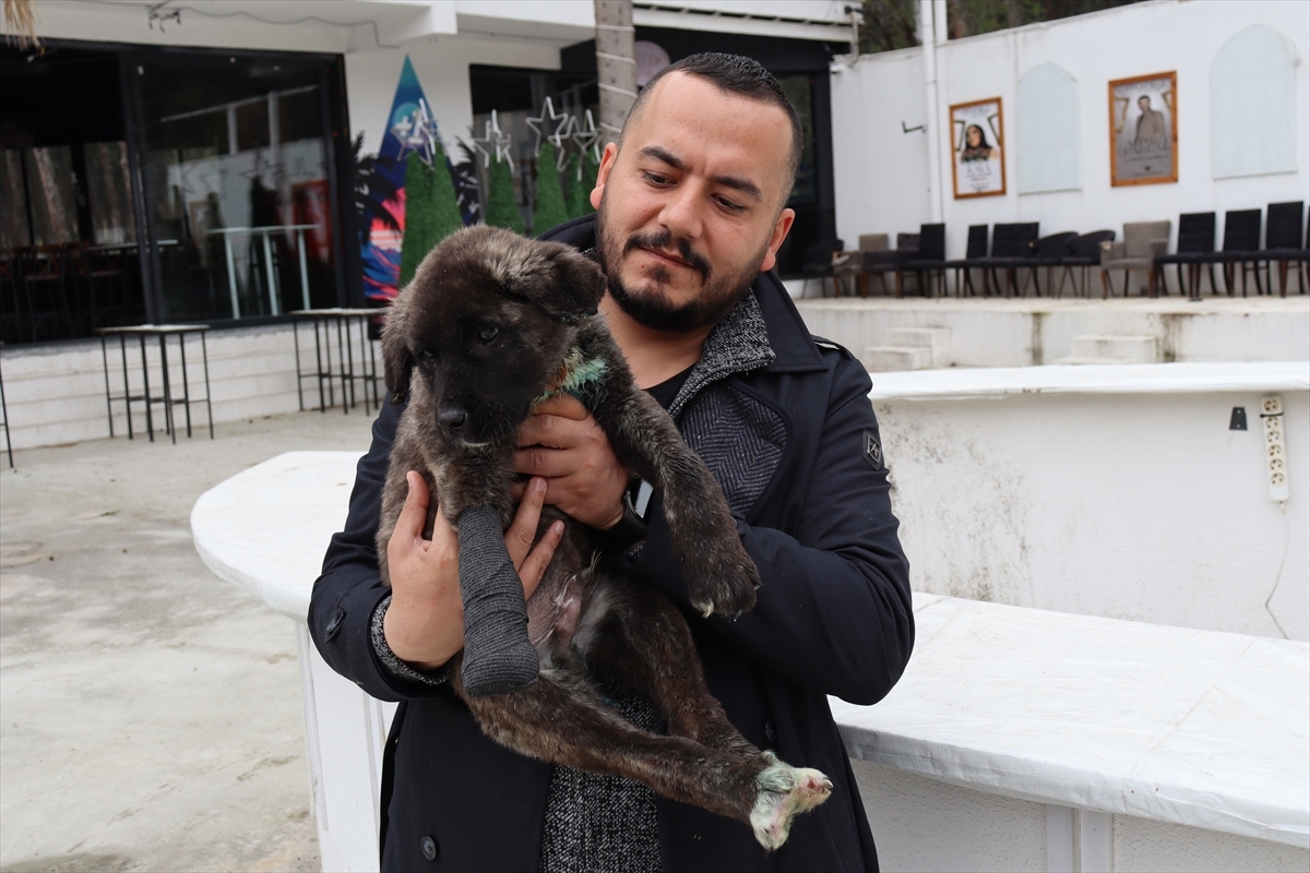 Denizli'de İşkence Gördüğü Belirlenen Köpek Yavrusuyla İlgili Suç Duyurusu