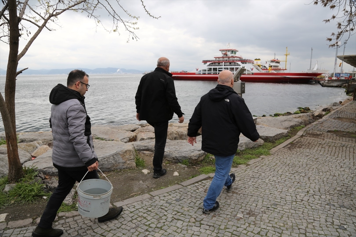 İzmit Körfezi'nde Ağlara Takılan Çipli Kalkan Yeniden Denize Bırakıldı