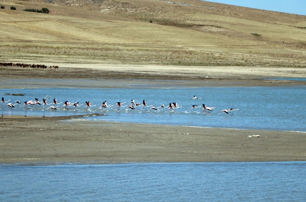 Yozgat'taki Gelingüllü Barajı Flamingoların Yaşam Alanı Oldu