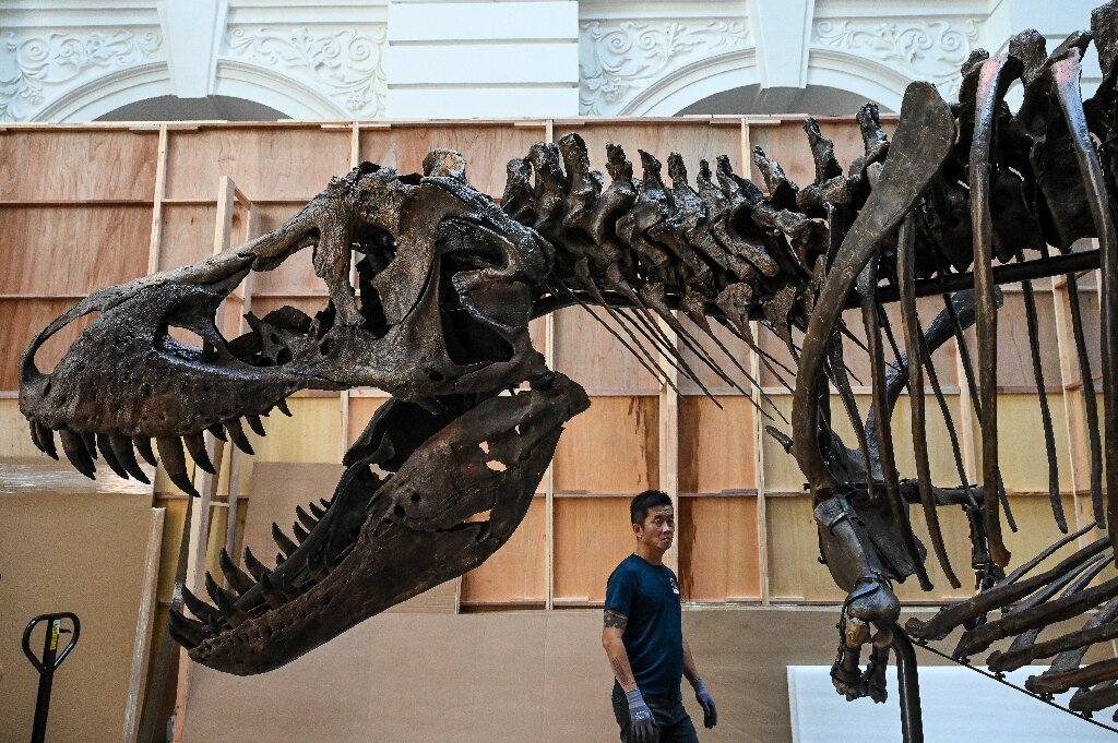 İsviçre'de Açık Artırmaya Çıkarılan T-Rex Cinsi Dinozor İskeleti 6,2 Milyon Dolara Satıldı