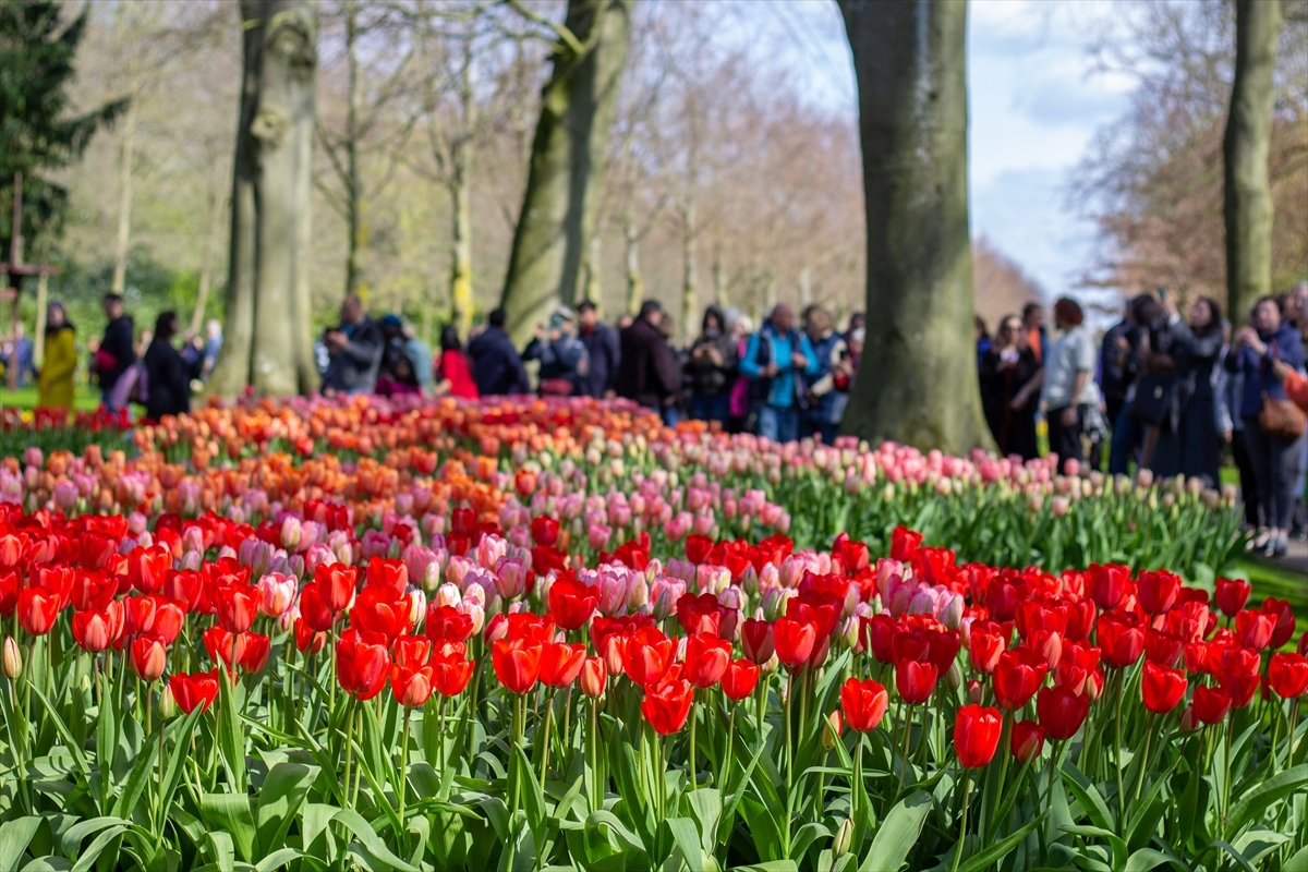 Hollanda'da Dünyanın En Büyük Lale Bahçelerinden Keukenhof, Kapılarını Ziyaretçilere Açtı