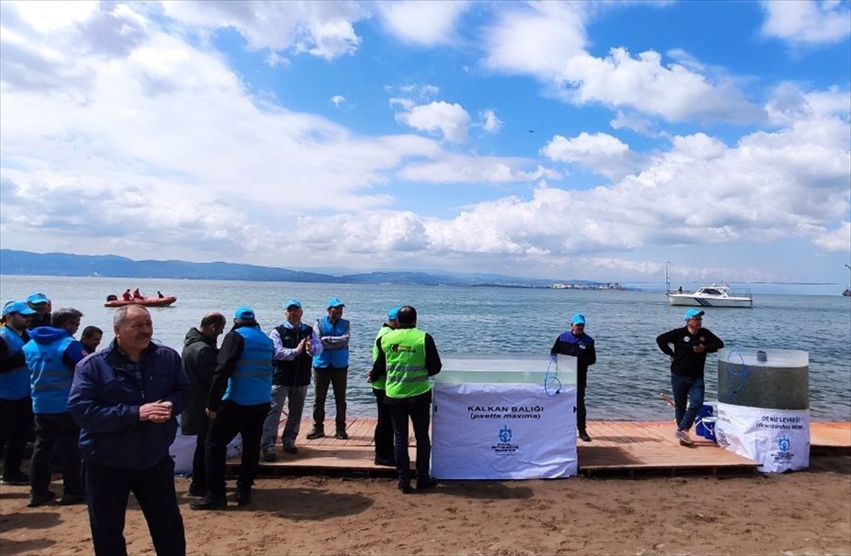 İzmit Körfezi'ne 6 Bin Balık Yavrusu Salındı