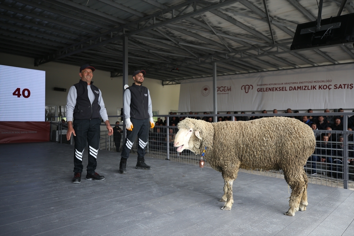 Bandırma Koyunculuk Araştırma Enstitüsünde Açık Artırmayla 160 Damızlık Koç Satıldı