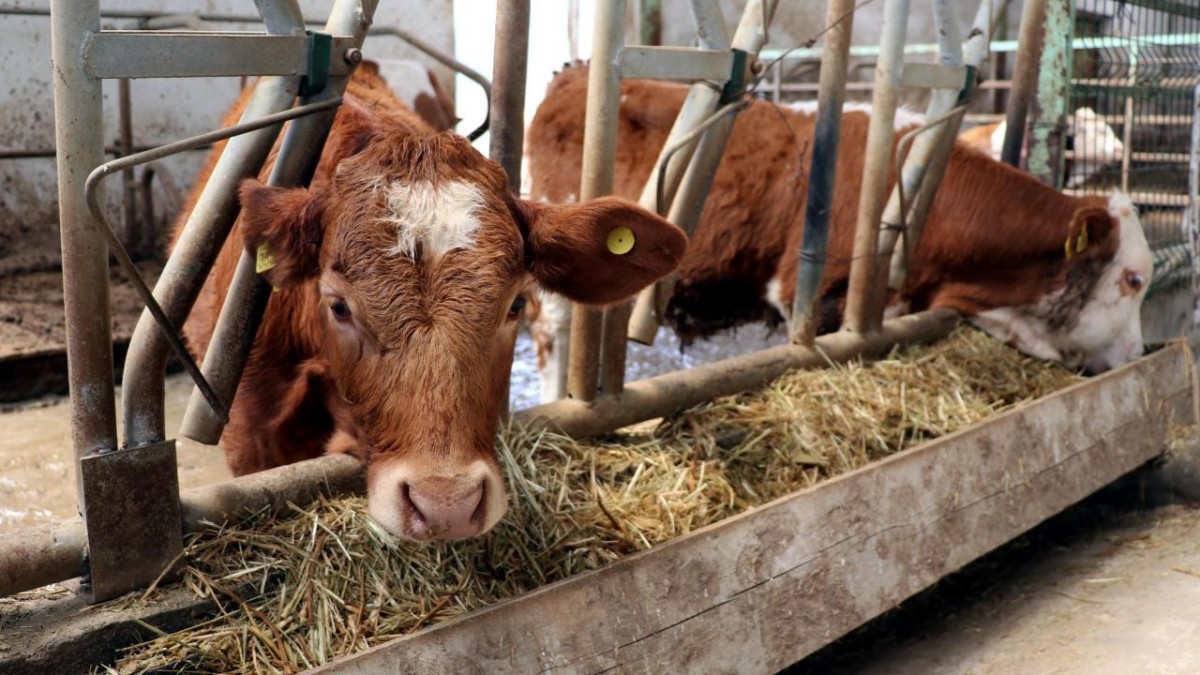 Güney Kore, Şap Hastalığı Nedeniyle Çok Sayıda Sığırı İtlaf Edecek