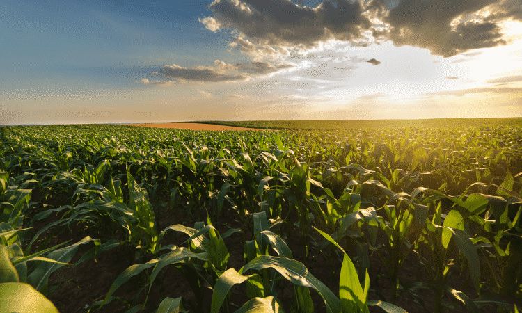 Ağrı'da Devlet Destekli Projelerle Tarımsal Ürün Çeşitliliği Artıyor