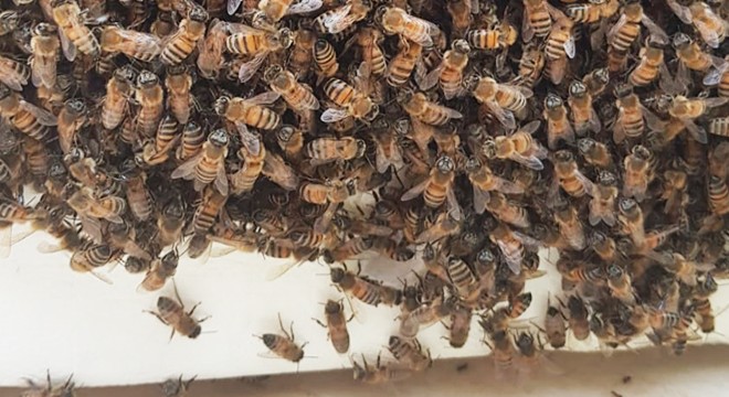 Tokat'ta Bir Otelin Sundurmasına Oğul Veren Arılar Kutuya Konularak Uzaklaştırıldı
