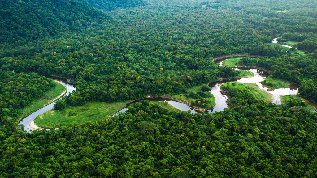 Birleşik Krallık, Amazon Ormanlarının Korunması İçin Kolombiya'ya Mali Destek Sağlayacak