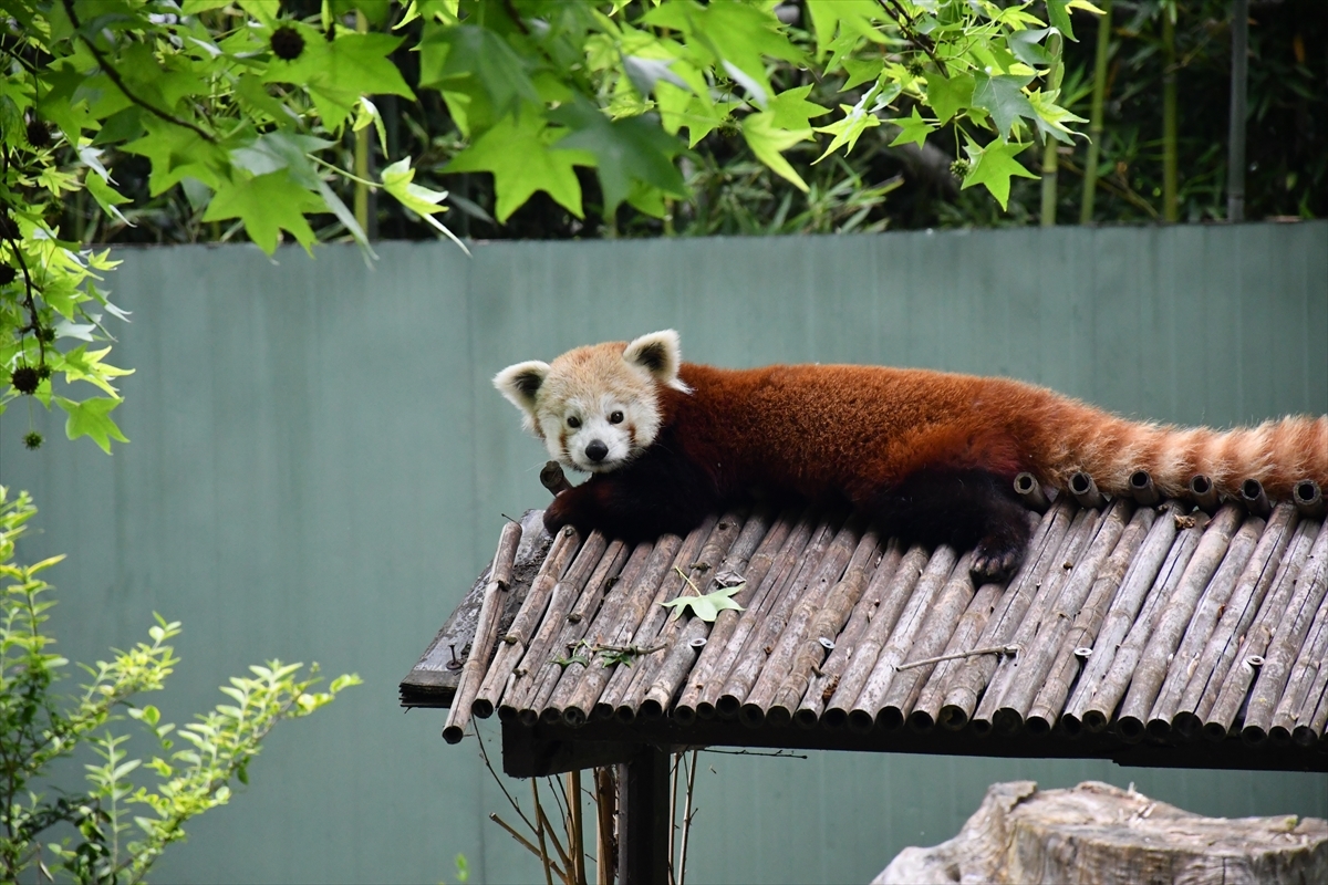 Macaristan'dan Getirilen Kızıl Panda Bursa'daki Yeni Yuvasında