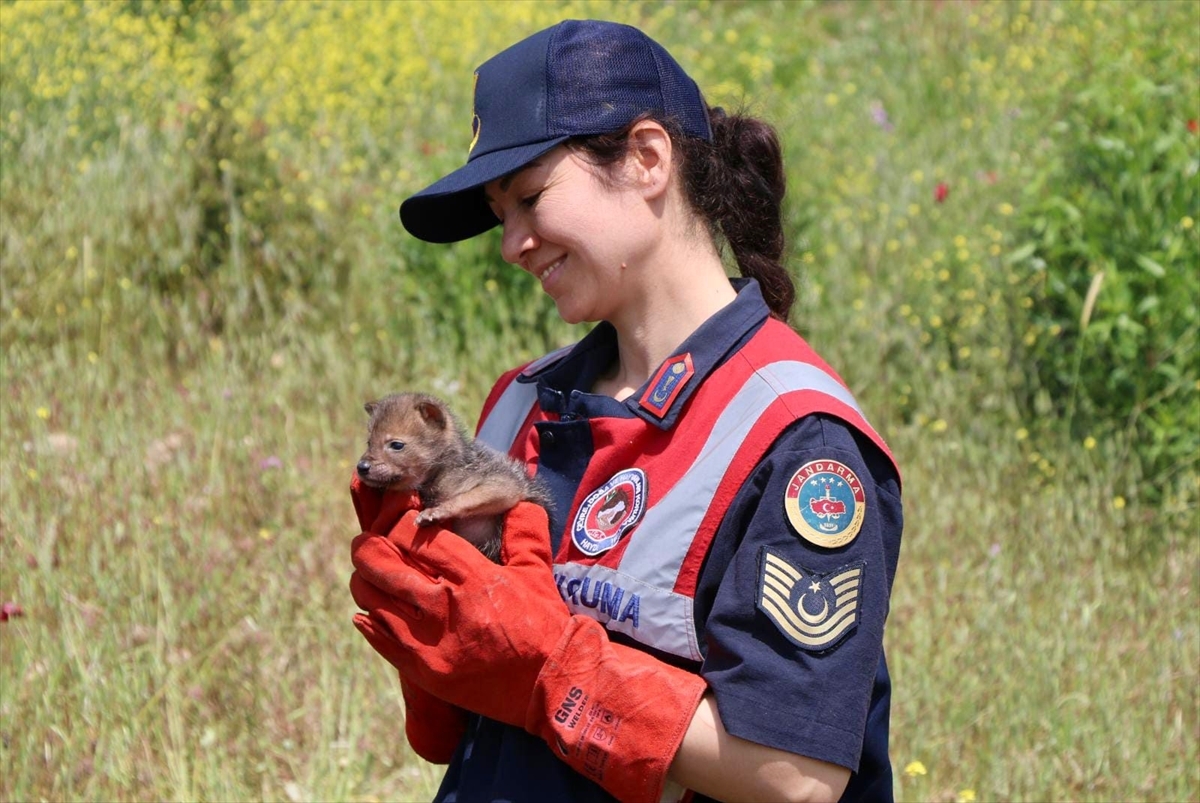 Muğla'da Bitkin Halde Bulunan Çakal Yavrusu Tedavi Altına Alındı