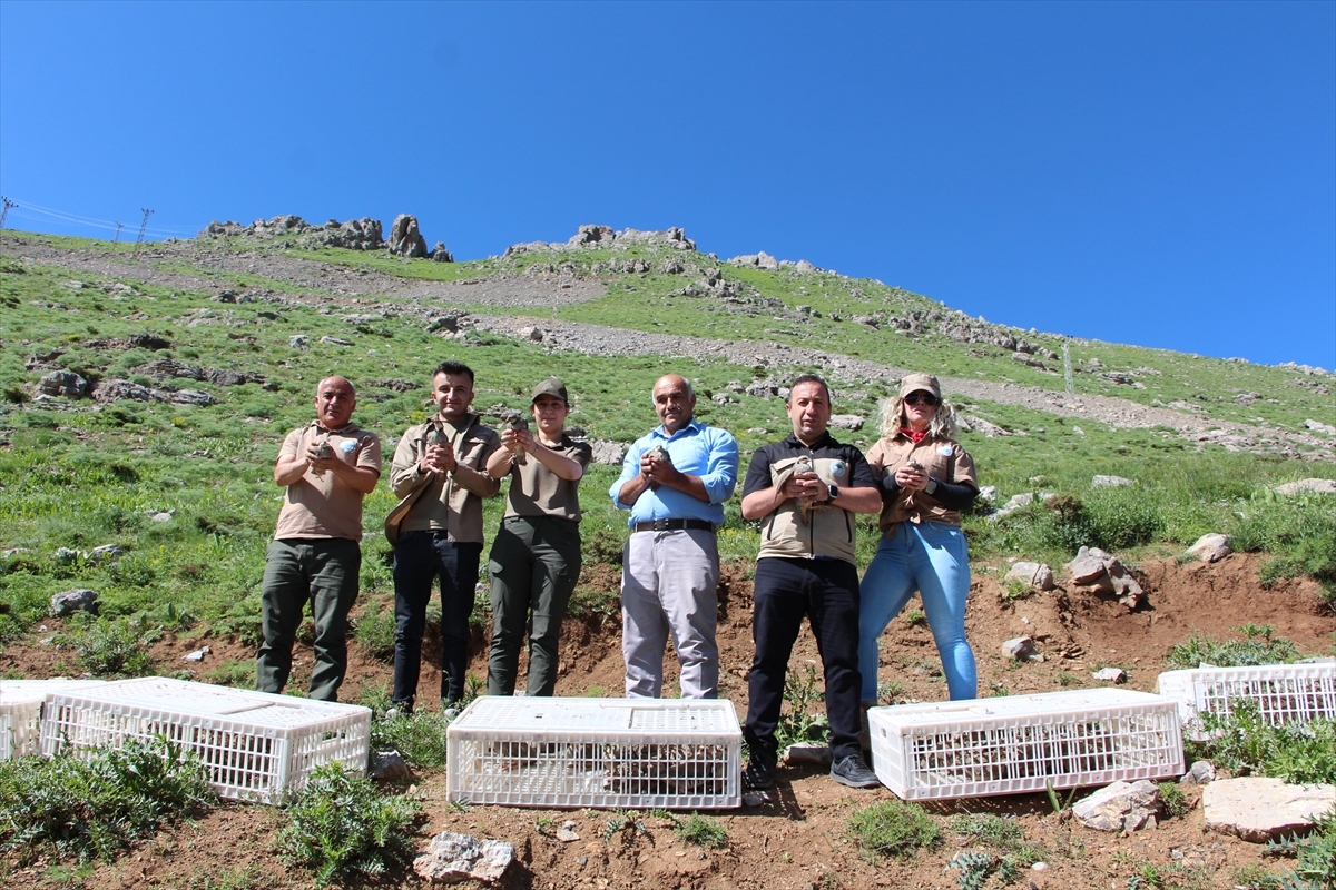 Şırnak'ta Kınalı Keklikler Doğaya Salındı