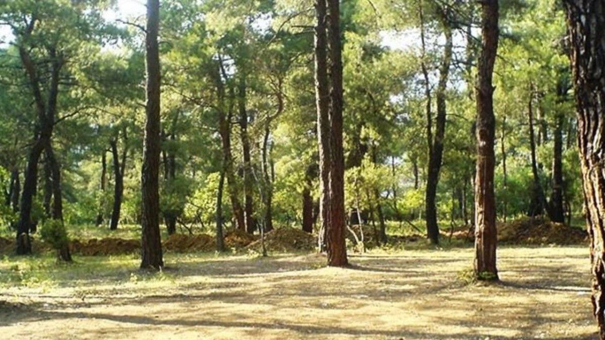 Kırklareli'nde ormanlık alanlara girişler 10 Haziran-30 Eylül tarihlerinde yasaklandı