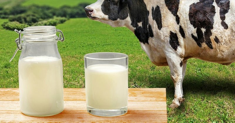 Toplanan İnek Sütü Miktarı Nisanda Yıllık Bazda Yüzde 2,4 Artarak 879 Bin 602 Ton Oldu