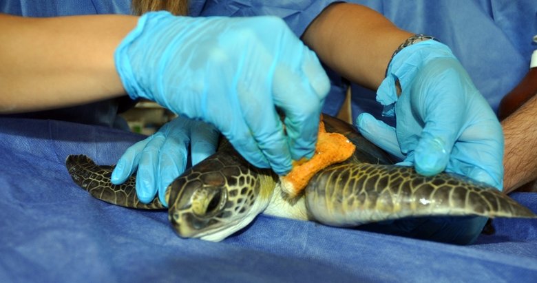 Muğla'da Yaralı Bulunan Deniz Kaplumbağası Tedaviye Alındı