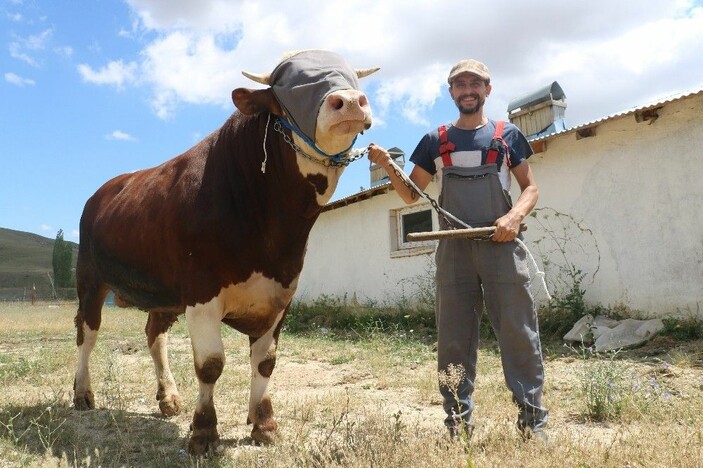 Sivas'ta Ağırlığı 1 Ton 600 Kiloyu Aşan Kurbanlık Boğa Alıcısını Bekliyor