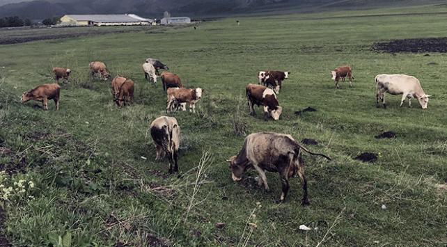 Ardahan'da Canlı Hayvan Pazarı İle 99 Köy Şap Karantinasına Alındı