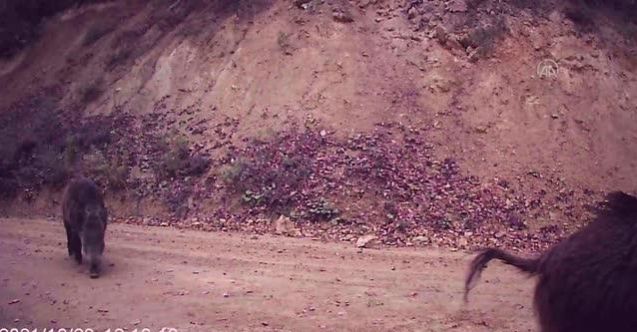 Iğdır'da Yiyecek Arayan Domuz Sürüsü Fotokapana Yansıdı