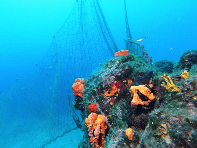 Ayvalık'ta Doğal Resifleri Kaplayıp Deniz Canlılarını Tehdit Eden Misinalar Görüntülendi