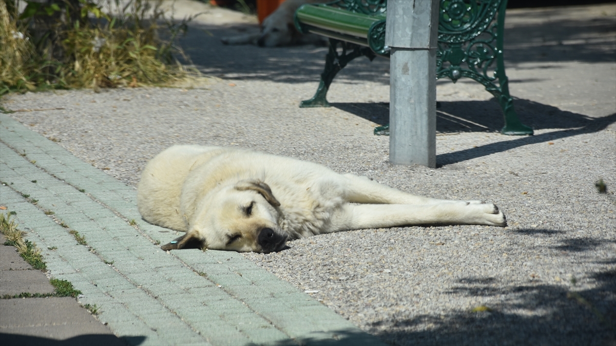 Eskişehir'de Mahalleli Sahipsiz Köpeklerin Toplatılmasını İstiyor 