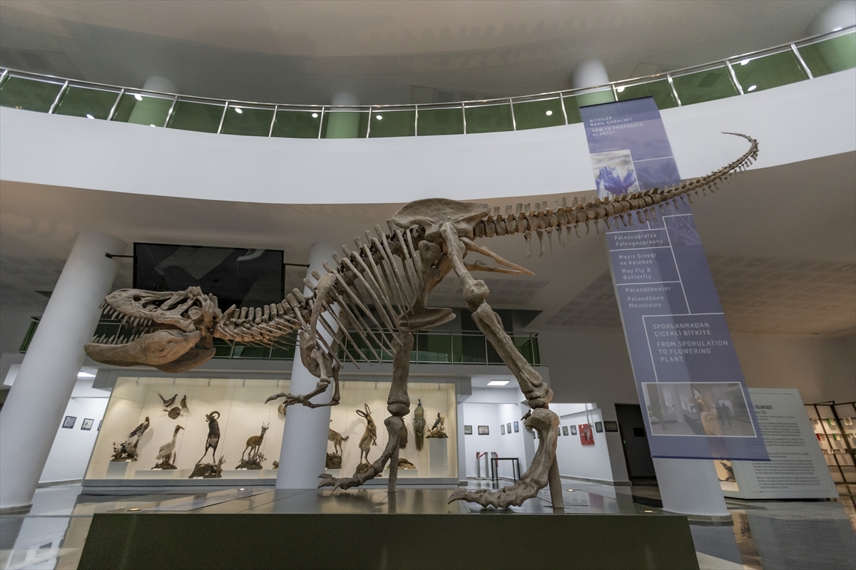 Erzurum'da Kurulan Biyoçeşitlilik Bilim Müzesi'nde Milyonlarca Yıllık Fosiller Sergilenecek