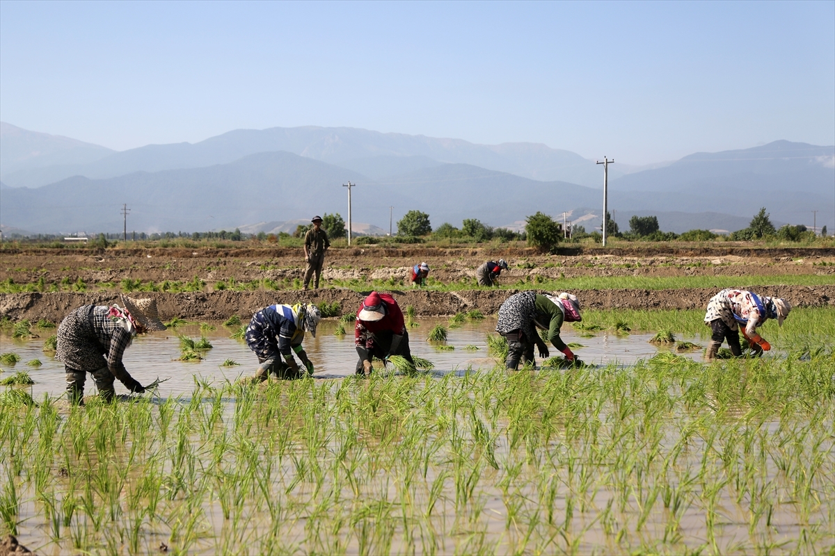 İran'ın Gülistan Eyaletinde Çiftçiler İkinci Ürün Olarak Çeltik Ekiyor