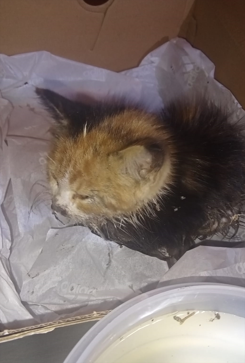 Tokat'ta Rögara Düşen Kedi Yavrusunu İtfaiye Kurtardı