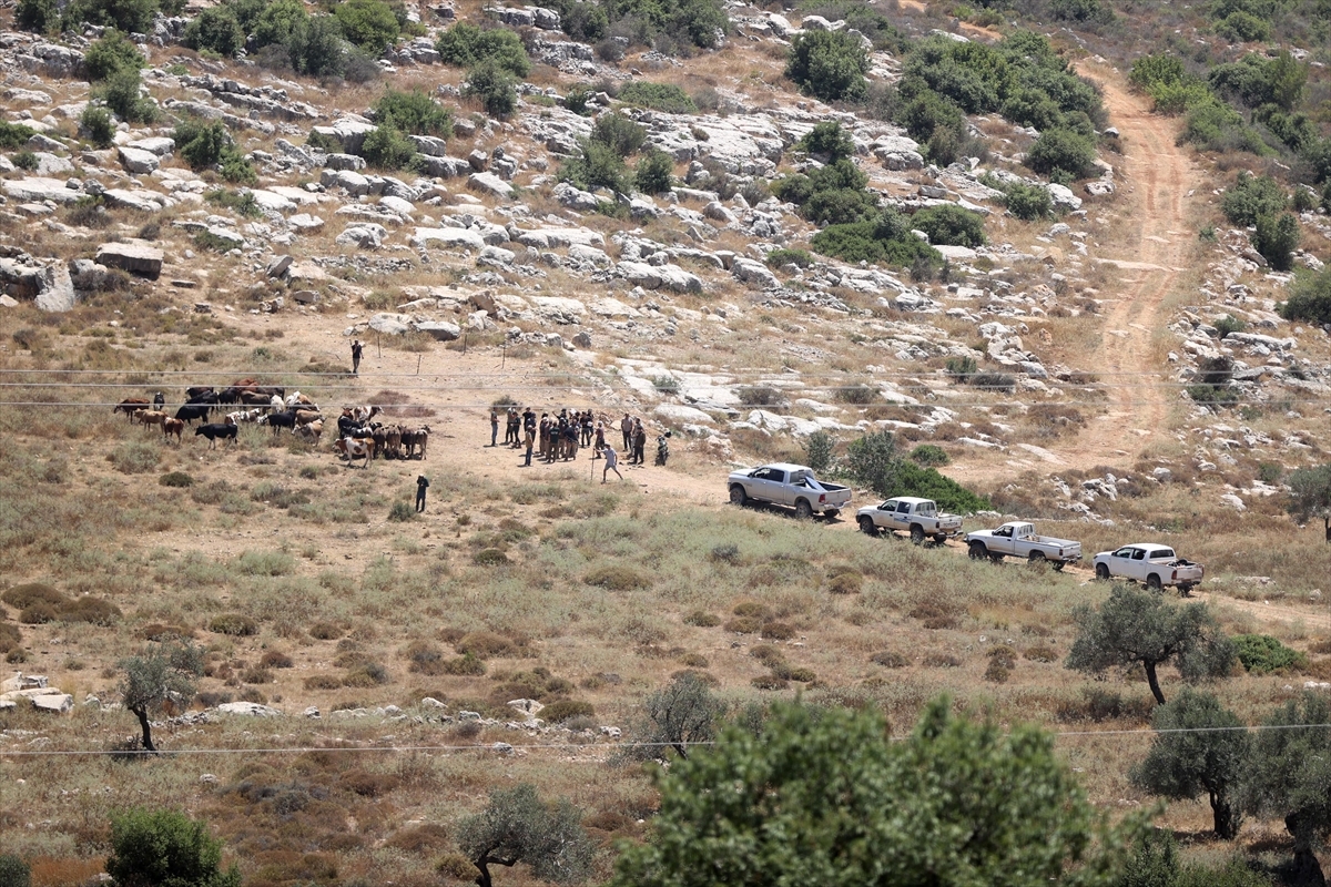 Batı Şeria Kırsalındaki Yahudi Yerleşimleri  Filistinli Çiftçilere Hayatı Çekilmez Kılıyor