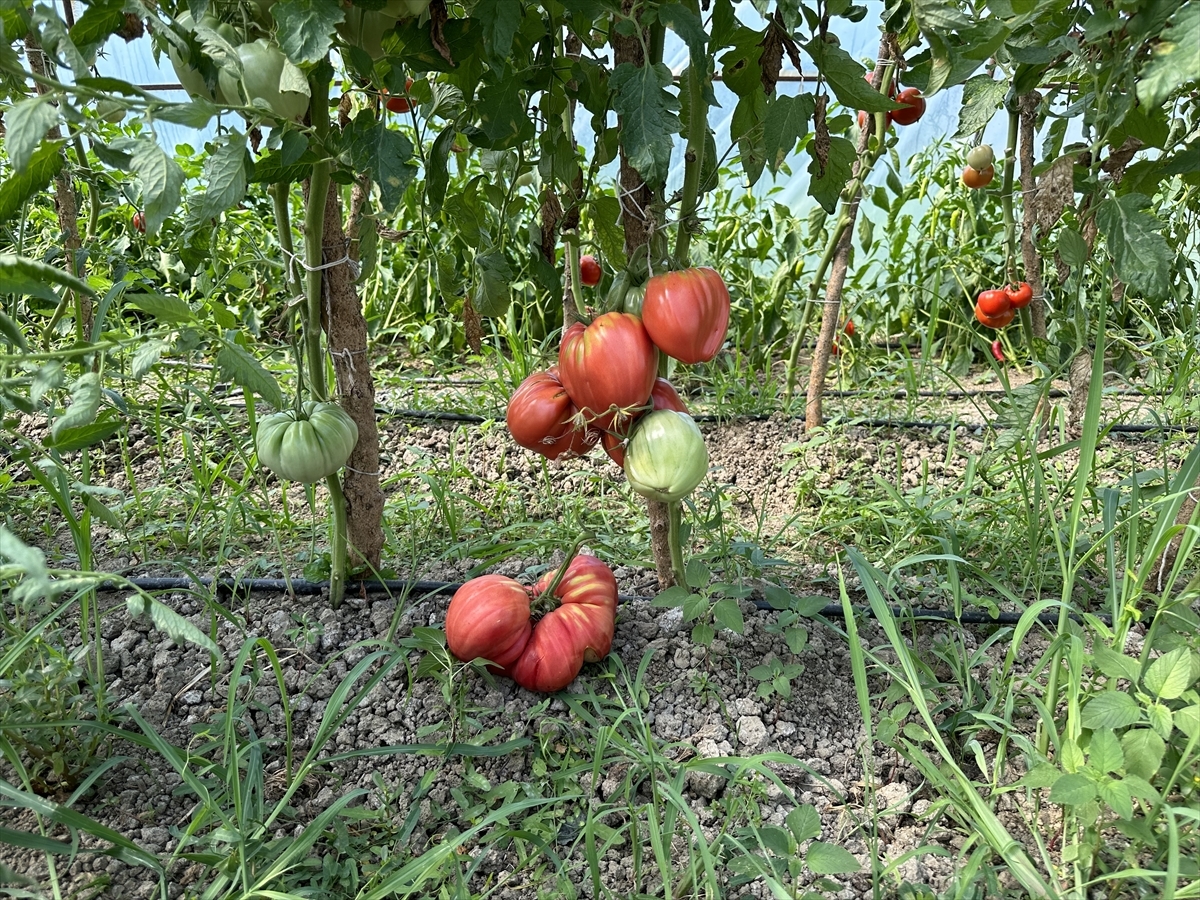 Sakarya'da Ata Tohumundan 1,5 Kilogramlık Domates Yetiştirildi