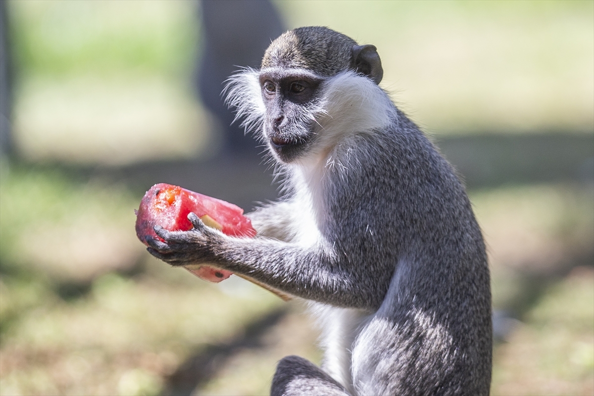 Hayvanat Bahçesi Sakinleri Dondurulmuş Meyve Kokteyli İle Serinliyor 