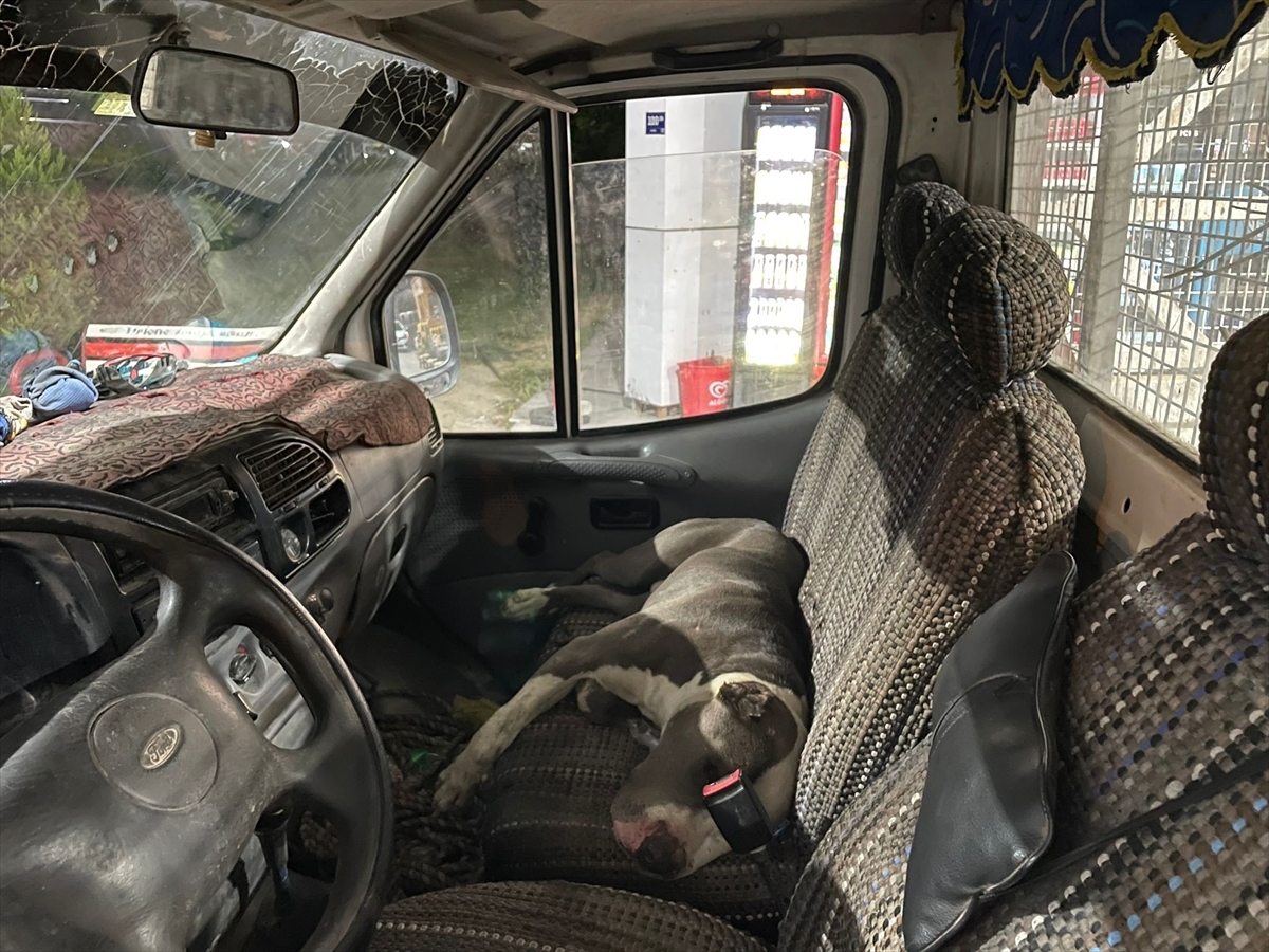 Aydın'da Pitbull Cinsi Köpeğin Girdiği Kamyonetin Sürücüsü Saatlerce Yardım Bekledi