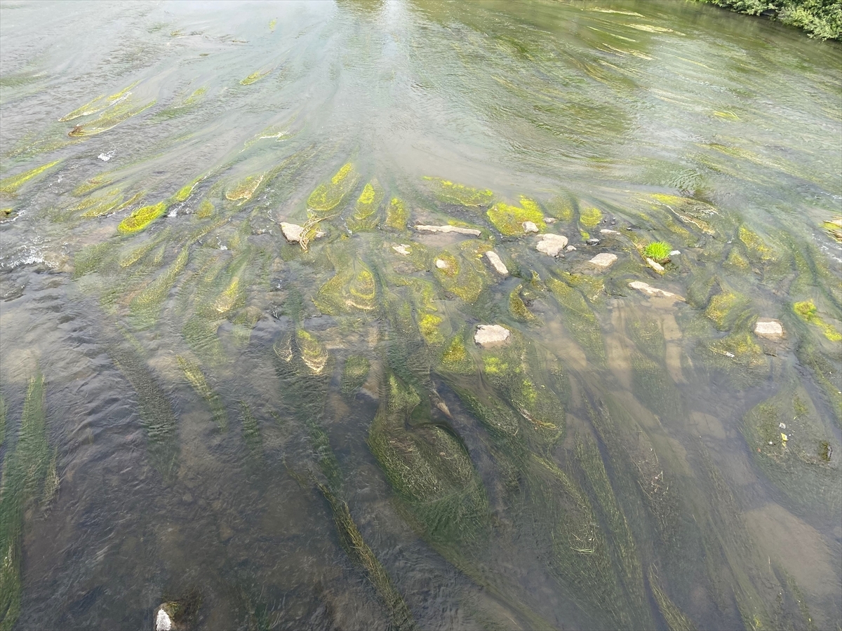 Suyu Azalan Ardahan'daki Kura Nehri'nde Kum Adacıkları Ve Yosunlar Oluştu