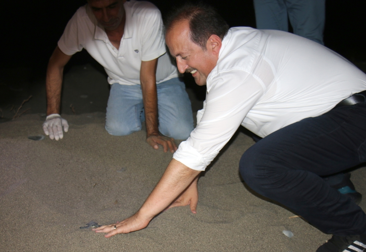 Mersin'de Kaplumbağa Yavruları Denizle Buluştu