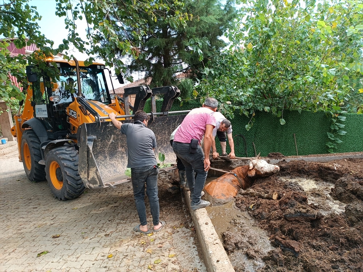 Kocaeli'de Çamurda Mahsur Kalan İnek İş Makinesiyle Kurtarıldı